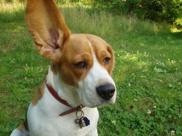 Fotky: B�gl (foto, obrazky)