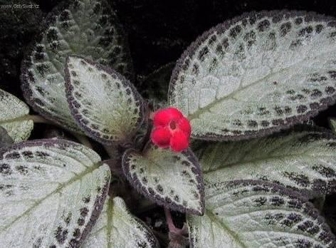 Fotky: Episcia (foto, obrazky)