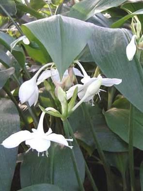 Fotky: Eucharis, lbenka (foto, obrazky)