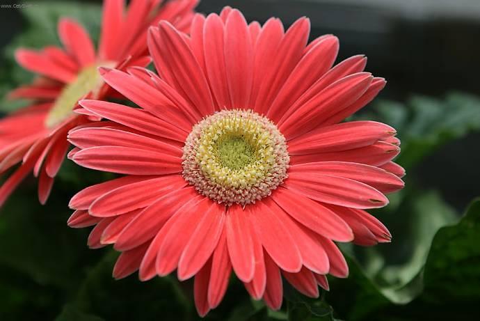 Fotky: Gerbera (foto, obrazky)