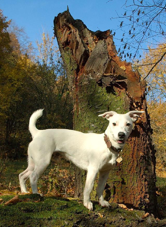 Fotky: Jack Russelv Terir (foto, obrazky)