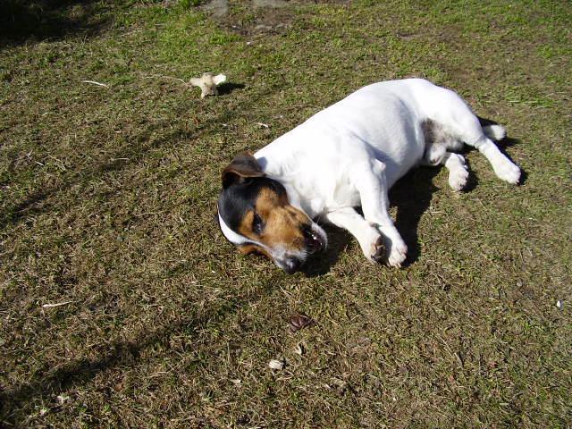 Fotky: Jack Russelv Terir (foto, obrazky)