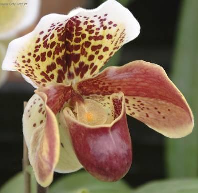 Fotky: Pafiopedilum, stevinkovec (foto, obrazky)