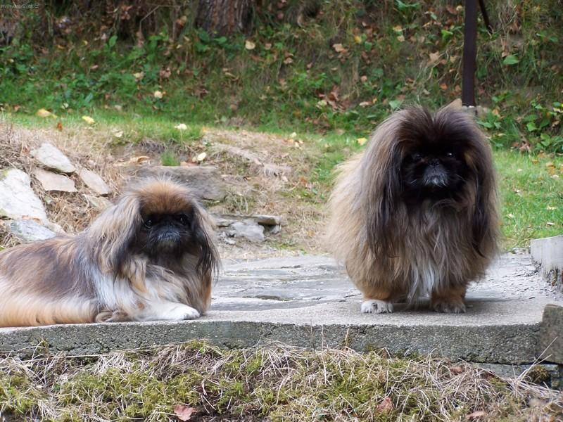 Fotky: Pekingsk palcov psk, pekinz (foto, obrazky)