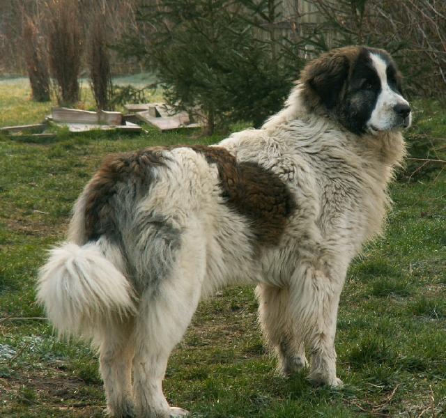 Fotky: Pyrenejsk mastin (foto, obrazky)