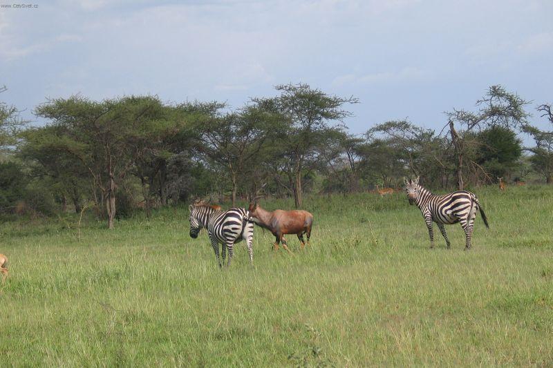 Fotky: Tanzanie (cestopis) (foto, obrazky)