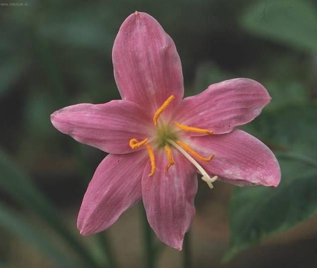 Fotky: Zephyranthes (foto, obrazky)