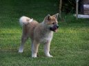 Akita-inu