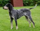 :  > Americk modr gaskosk chrt (American Blue Gascon Hound)