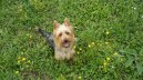 Ps plemena: Pastsk > Australsk terir (Australian Terrier)