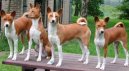 Fotky: Basenji (foto, obrazky)