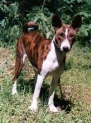 Fotky: Basenji (foto, obrazky)