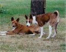 Fotky: Basenji (foto, obrazky)