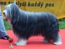 Ps plemena: Pastsk > Bearded kolie (Bearded Collie)