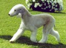 Fotky: Bedlington terier (foto, obrazky)