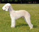 Ps plemena: Terii > Bedlington terier (Bedlington Terrier)