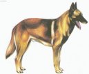 Belgick ovk - Malinois