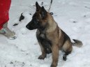 Belgick ovk - Malinois