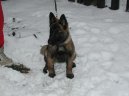 Belgick ovk - Malinois