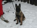 :  > Belgick ovk - Malinois (Chien de Berger Belge)