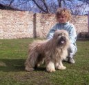 :  > Pyrenejsk ovk s dlouhou srst (Pyrenean Sheepdog Long-haired)