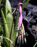 Pokojov rostliny: Mnoholet > Billbergie (Billbergia)