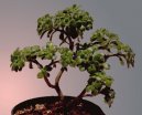 Pokojov rostliny: Bonsaje > Bonsaj (Bonsai)