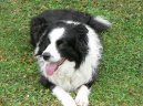 Ps plemena: Pastsk > Border kolie (Border Collie)