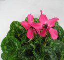 :  > Ciklmen, Brambok (Cyclamen)