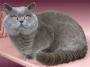 Koky: Neuznan plemena > Brazilian Shorthair (Brazilian Shorthair Cat)