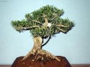 Fotky: Buxus harlandii, buxus microphylla sinica, Zimostrz (foto, obrazky)