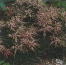 :  > echrava (Astilbe arendsii)