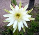 Fotky: Cereus (foto, obrazky)