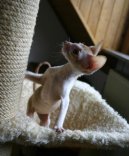 Koky: Aktivn > Cornish Rex