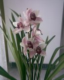 Fotky: Cymbidium (foto, obrazky)