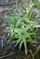 Cyperus, chor