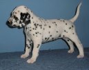 :  > Dalmatin (Dalmatinac, Dalmatian)