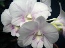 Dendrobium