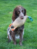 :  > Dlouhosrst oha z Pont-Audemer (Pont-Audemer Spaniel)