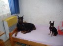 :  > Dobrman (Dobermann, Doberman)