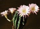 :  > Echinopsis