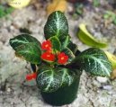 Pokojov rostliny:  > Episcia