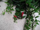 Pokojov rostliny:  > Eschynantus (Aeschynanthus)