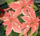 Pokojov rostliny:  > Pryec ndhern, vnon hvzda, poinsetie (Euphorbia pulcherrima)