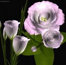 Pokojov rostliny:  > Eustoma, jcnovka (Eustoma)