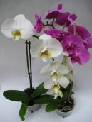 :  > Faleponis, mrovec (Phalaenopsis)