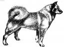 Ps plemena: Seversk > Finsk pic (Finnish Spitz, Suomenpystkorva)