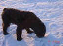 :  > Flandersk bouvier (Bouvier des Flandres)