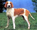 :  > Francouzsk blo-oranov honi (French White and Orange Hound)