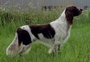 :  > Francouzsk dlouhosrst oha (French spaniel)